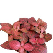 Fittonia Red Flame