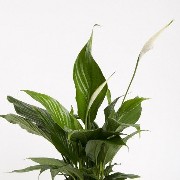 14cm Spathiphyllum Romano