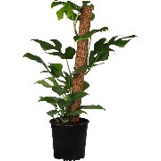 Philodendron Minima (Rhapidophora Tetrasperma)