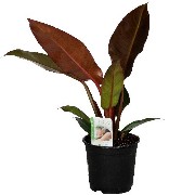 Philodendron Sun Red