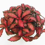 Fittonia Jungle Rose