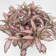 Fittonia Rosy Clouds